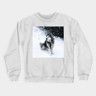 Malamute Dog Waiting on a Snow Field Crewneck Sweatshirt